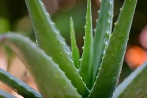 Ukanda Aloe Vera Plant ALOEVERA-thumb2