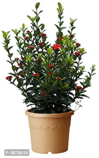 Ukanda Trothic IxoraChethi Plant Trothic Ixora Chethi Red Plant Live Flower Disha-99913-thumb0