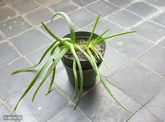 Ukanda Aloe Vera Plant Aloe vera20-thumb0