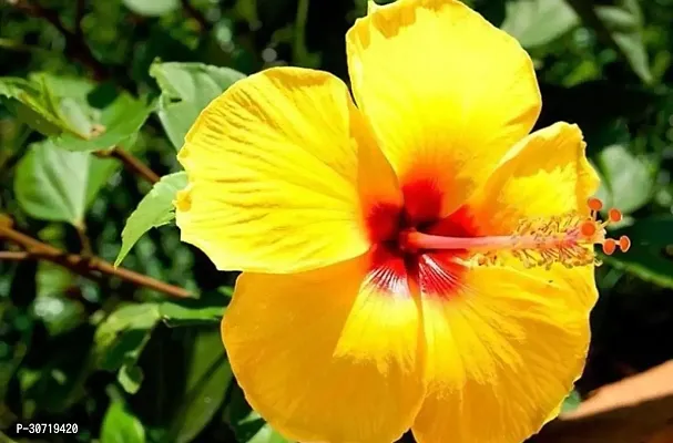 Ukanda Hibiscus Plant RH166-thumb0