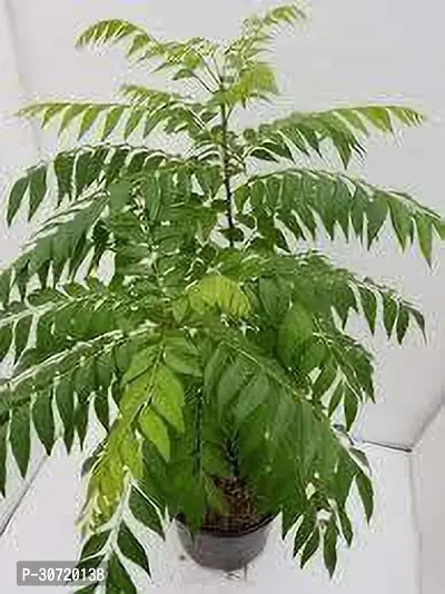 Ukanda Curry Leaf Plant Curry Leaves, Kadi Patta, Murraya koenigii, Meetha Neem - Plant with Pot