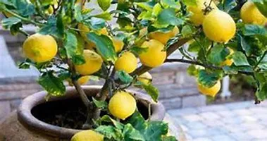 Ukanda Lemon Plant PlantsMart-thumb2