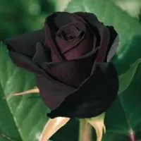 Ukanda Rose Plant Black Baccara Rose Plant-thumb1