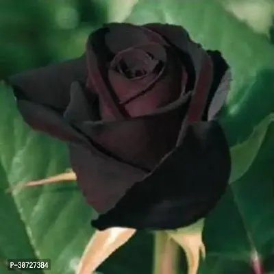 Ukanda Rose Plant Black Baccara Rose Plant-thumb2