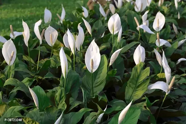 Ukanda Peace Lily Plant PEACE LILY FLOWER PLANT-P68-thumb3