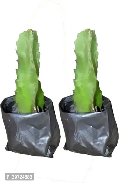 Ukanda Dragon Tree Dragon Fruit Plant Plant-thumb0