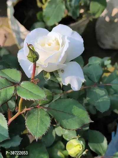 Ukanda Rose Plant Desi white rose plant-thumb0