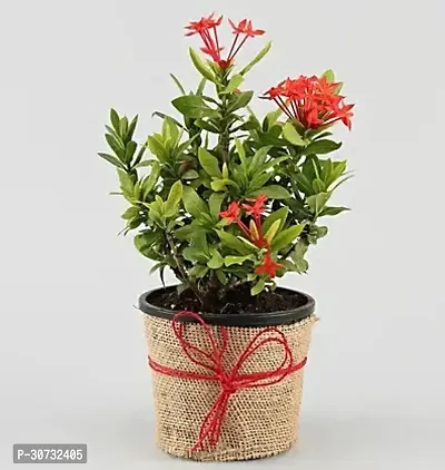 Ukanda Trothic IxoraChethi Plant Trothic Ixora Chethi Red Plant Live Flower Disha-9994-thumb0