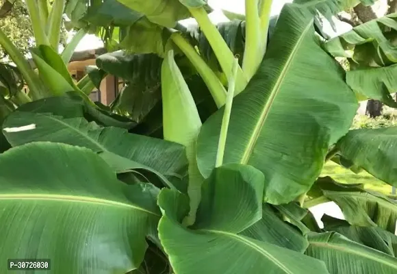 Ukanda Banana Plant Bl 1023-thumb0