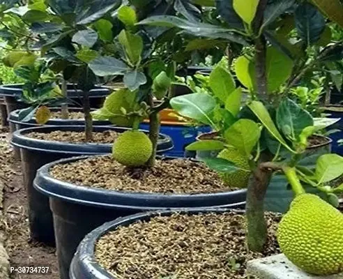 Ukanda Jack Fruit Plant All Time-thumb0