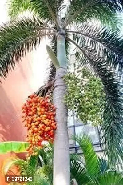 Ukanda Betel NutSupari Plant Thai Batel nut Plant Hybrid 27-thumb0