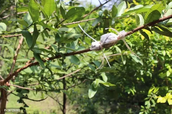 Ukanda Guava Plant Ent-Live -Plants - 134-thumb2