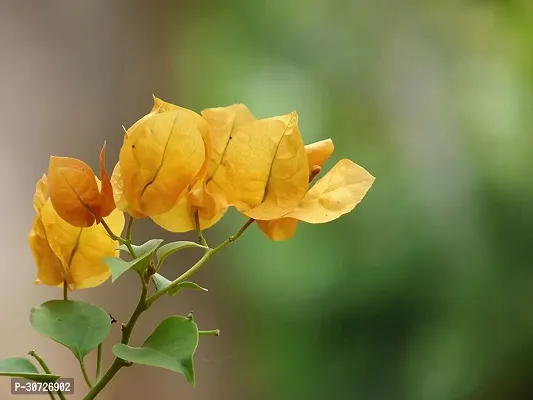 Ukanda Baugainvillea Plant AaravBOUGAIN49-thumb0