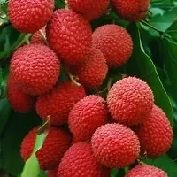 Ukanda Litchi Plant sweet Litchi plant-thumb2