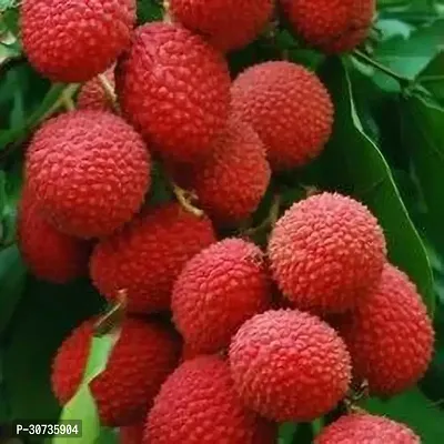 Ukanda Litchi Plant sweet Litchi plant-thumb3