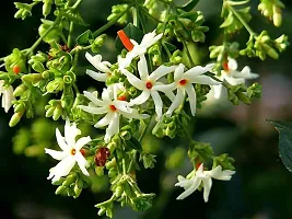 Ukanda Night Bloom Jasmine Plant Raat ki Rani Night-BloomingJasmine Beautiful Flower Live Plant-thumb1