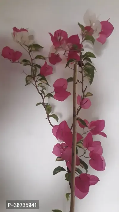 Ukanda Bougainvillea Plant RWBOUGAIN-thumb0