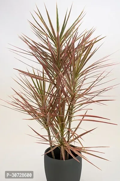 Ukanda Dracaena Plant Dracaena marginata Plant-thumb0