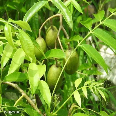 Ukanda Amra Plant Grafted All Season Hog Plum Thai Sweet Amra Spondias Mombin Fruit Tree 30 Cm Live Plant (1 Healthy Plant)-thumb2