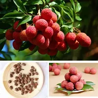 Ukanda Litchi Plant Licthi Maldha Plant For Outdoor Garden-thumb1