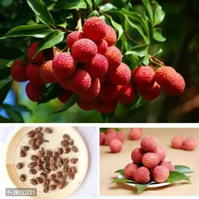 Ukanda Litchi Plant Licthi Maldha Plant For Outdoor Garden-thumb2