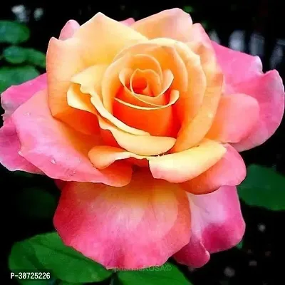 Ukanda Rose Plant Amber Aura Dutch Rose Plant-thumb0