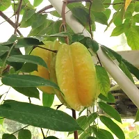 Ukanda Rare Star Fruit Carambola Fruit Live Layering Live Plant PLANT-STARFRUIT10-thumb1