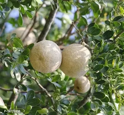 Ukanda Custard Apple Plant Thai Wood Apple Live Plant- Popular Among IndianBengali Street Food.CFKB10-thumb0