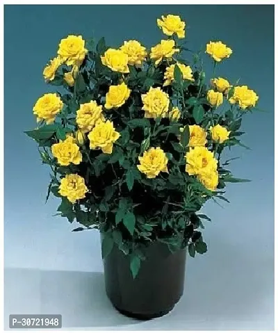 Ukanda Rose Plant Natural Yellow Minichar Rose Flower LiveOriginal Plant-thumb0