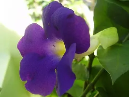 Ukanda Almond Plant Violet Allamanda-thumb1