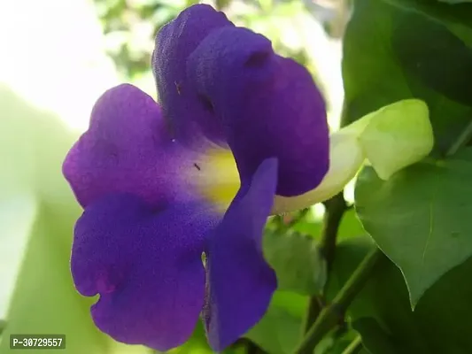 Ukanda Almond Plant Violet Allamanda-thumb2