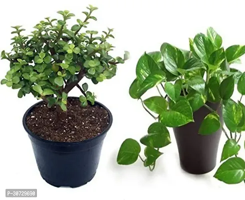 Ukanda Money Plant combo of 2 money plant and jade plant-thumb0