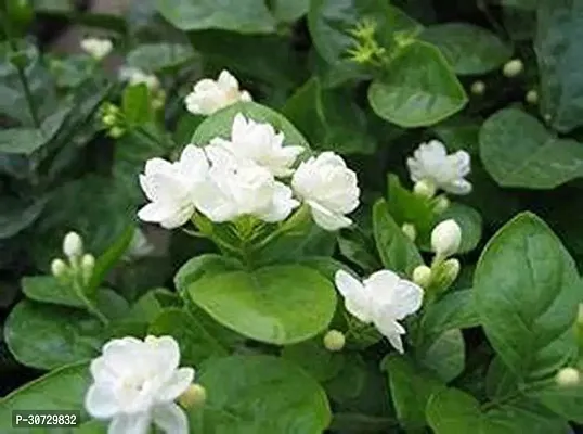 Ukanda Night Bloom Jasmine Plant Rare Imported Flower Live Plant - Jasminum sambac Arabian jasmine Plant (2 Healthy Plant In Polybag)-thumb0