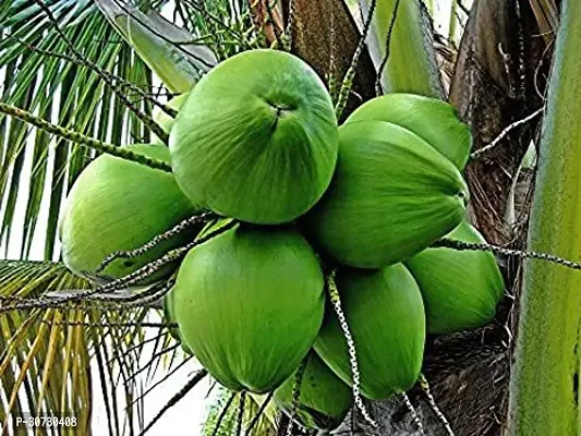 Ukanda Coconut Plant Coconut Green Pack of 2 - Live Plant-thumb0