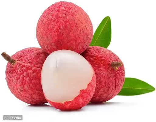 Ukanda Litchi Plant sweet Litchi plant-thumb0