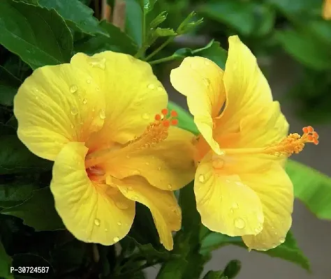 Ukanda Hibiscus Plant Hibiscus Joba Yellow in Colour Live Plant Disha-2491-thumb0