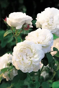 Ukanda Rose Plant Royal Jubilee White Rose Beautiful Live Plant-thumb2