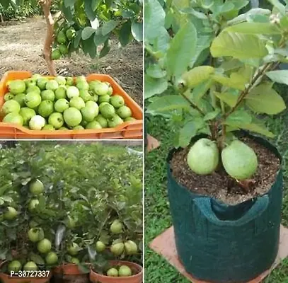 Ukanda Guava Plant Gouava16-thumb0