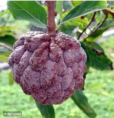 Ukanda Custard Apple Plant CUSTARD APPLA PLANT-thumb0