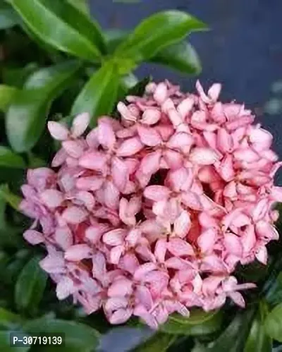 Ukanda Ixora Plant IXORA PLANT NNG-thumb0