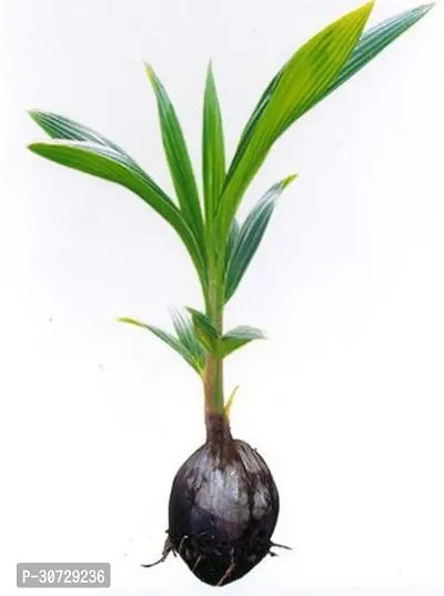 Ukanda Coconut Plant Rare Live Coconut Mekong Delta Vietnam Green Dwarf Live Plant Vietnam Coconut Tree Plant-thumb0