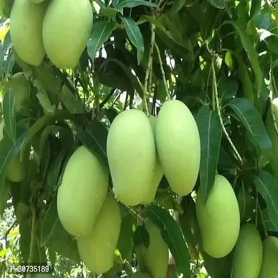 Ukanda Mango Plant Thai Katiman Mango Grafted Hybrid Live Plant- 2 Ft. Height( Pack of 1 )..-thumb0