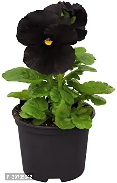 Ukanda Hibiscus Plant Black Hibiscus Plant-thumb0