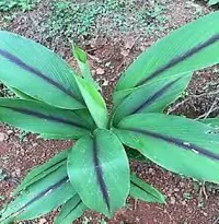 Ukanda Turmeric Plant kali haldi plant-thumb1