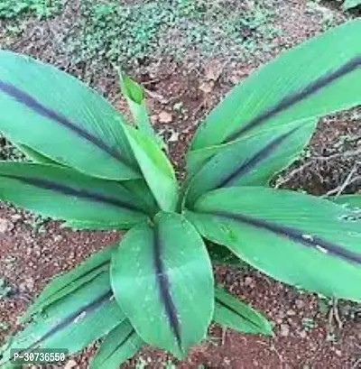 Ukanda Turmeric Plant kali haldi plant-thumb2