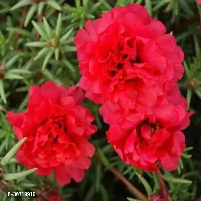 Ukanda Portulaca Plant Red Portulaca10O Clock Plant-thumb0