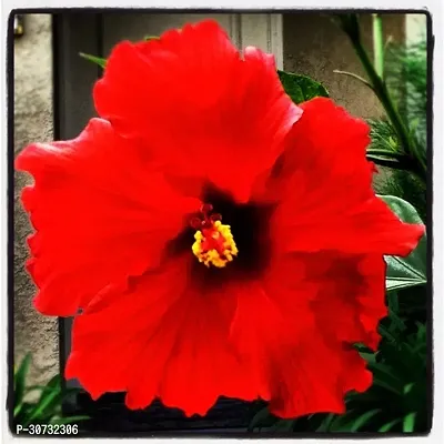 Ukanda Hibiscus Plant red hibiscus6-thumb2