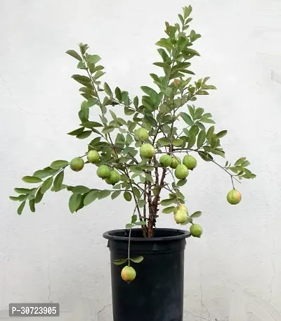 Ukanda Guava Plant Hybrid Thai Dwarf Variety Guava Grafted Live PlantIG3561-thumb0