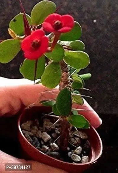 Ukanda Rose Plant Euphorbia Live Plant-thumb0