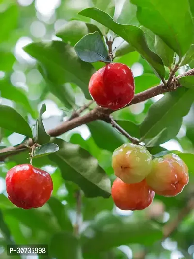 Ukanda Cherry Fruit Plant CHERRY FRUIT PLANT-C32-thumb0